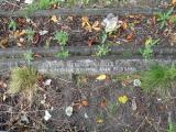 image of grave number 314030